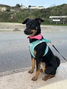 我想在安卡拉领养一只小狗或一只一岁的狗。