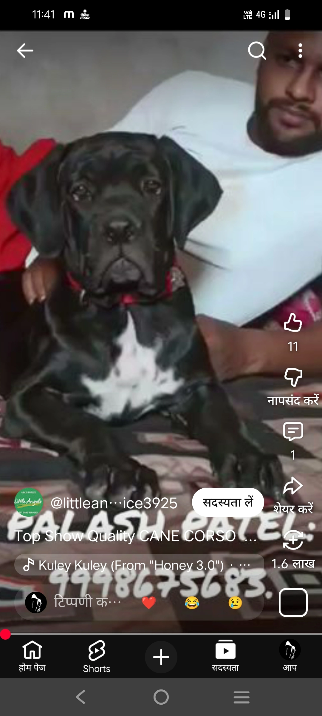 Kangal