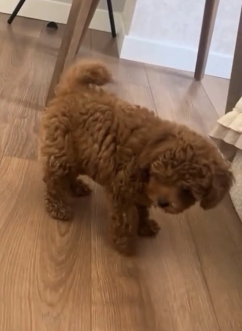 Caniche