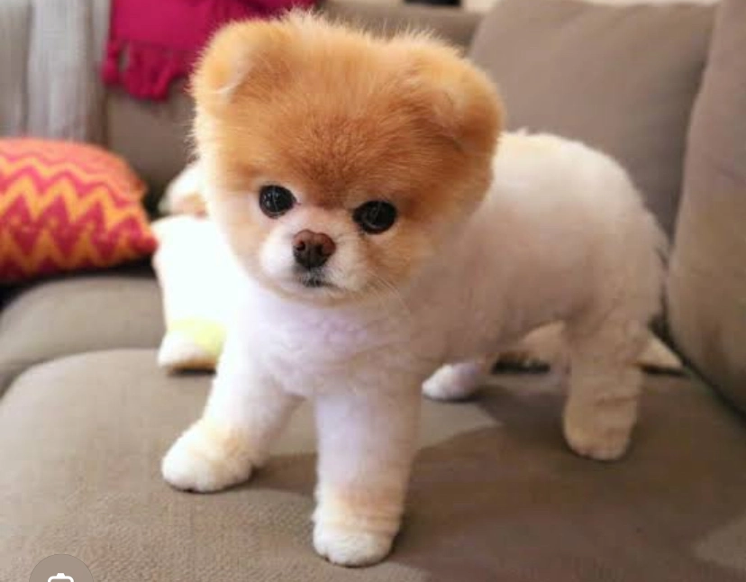 Chiot Poméranien d'origine