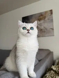 Çok tatlı ve sevimli bir British Shorthair yavrusu arıyorum