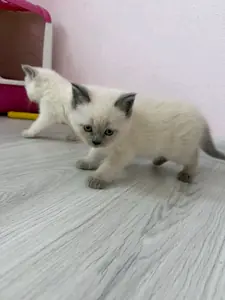 Evimin Minikleri