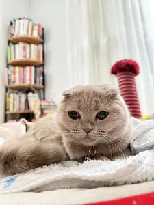 Pamuk 🐾