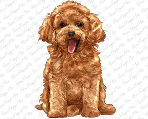 Toy Poodle