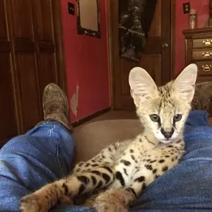 Cat Man