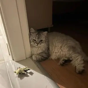 Doğukan Altınışık