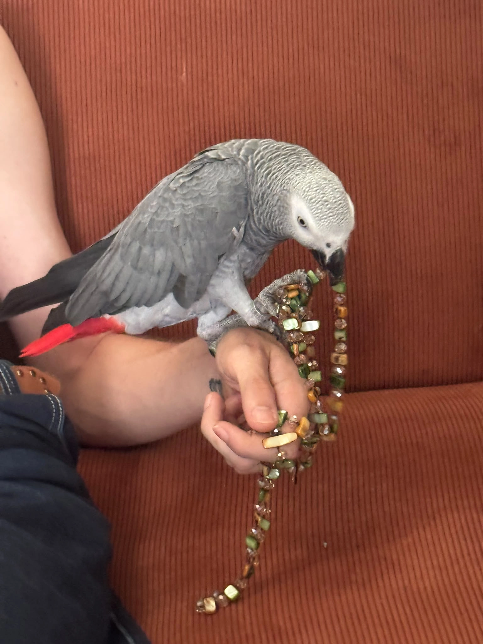 Enzo