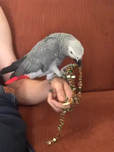 Enzo .