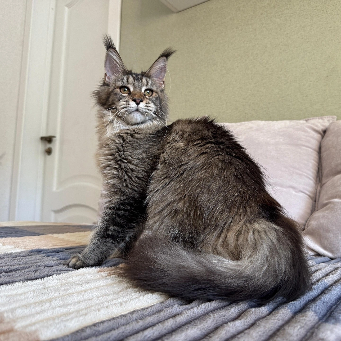 C4 Maine coon