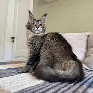 C4 Maine coon Breeder